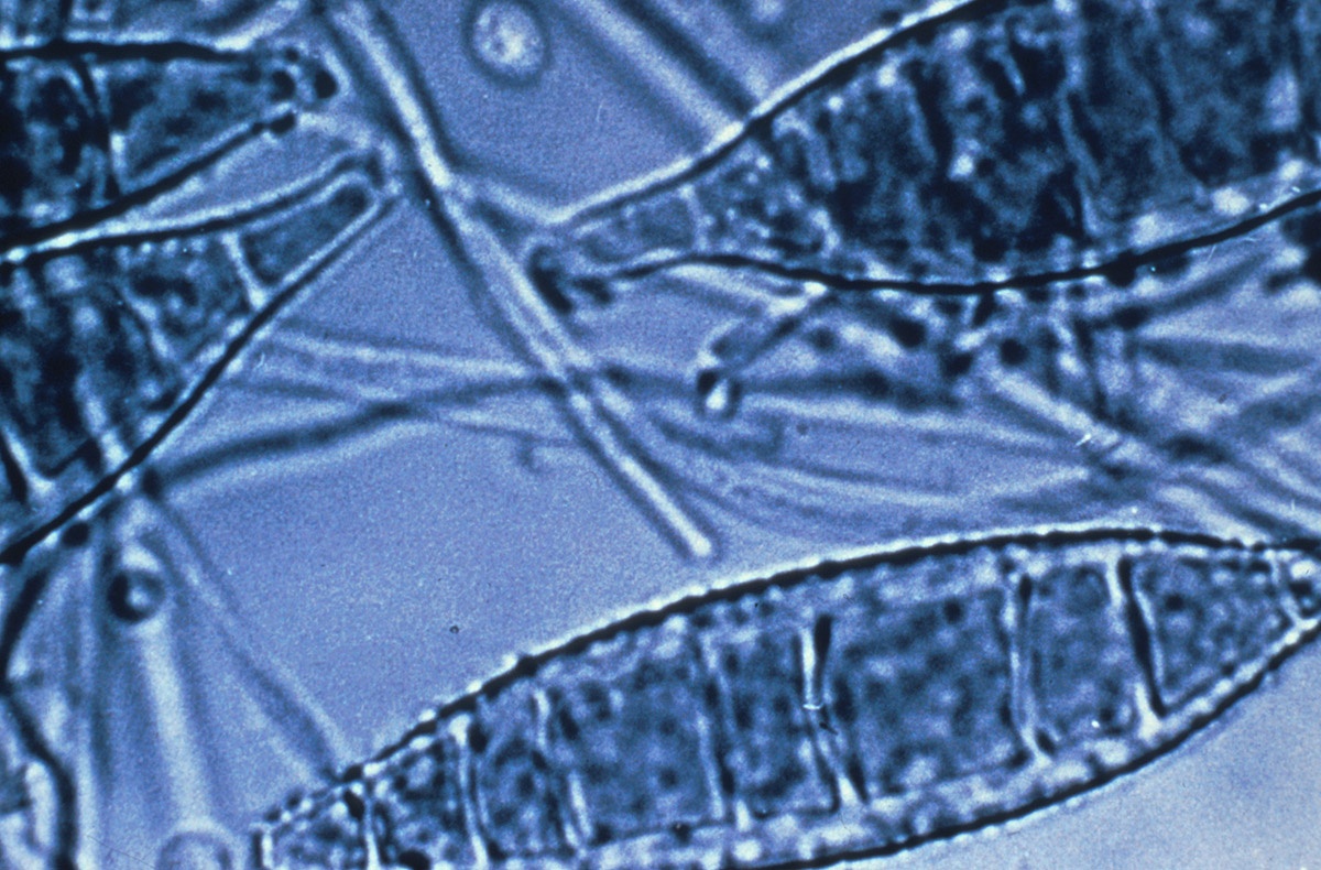 institutpasteur_i00197.jpg