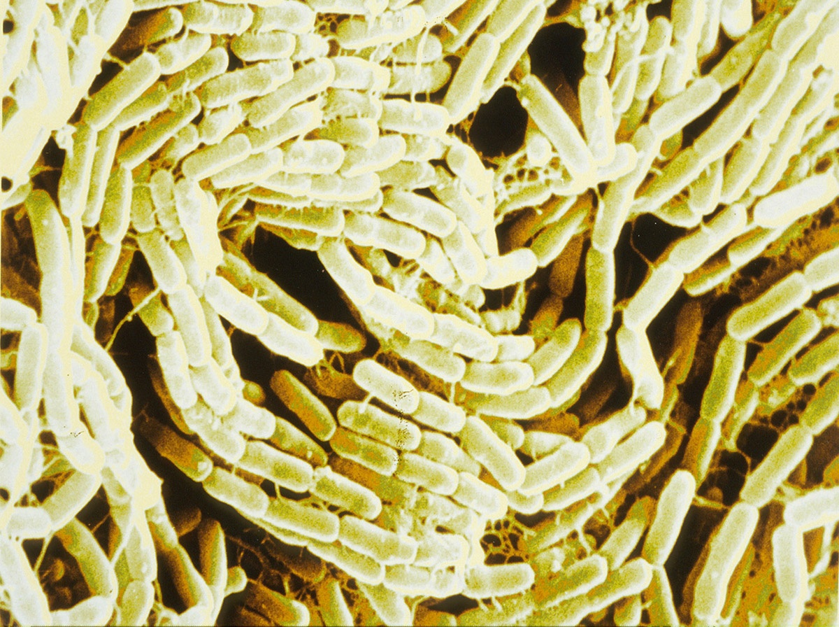 institutpasteur_i04316.jpg